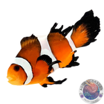 Amphiprion ocellaris „Longfin“ Nachzucht